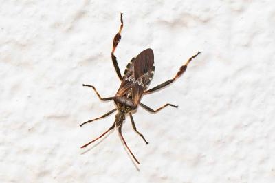 Leptoglossus occidentalis