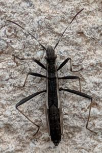 Micrelytra fossularum
