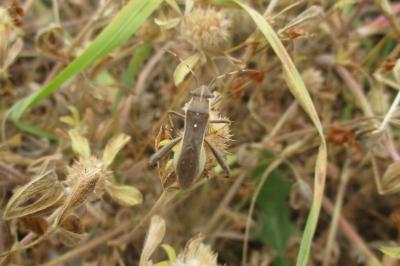Camptopus lateralis