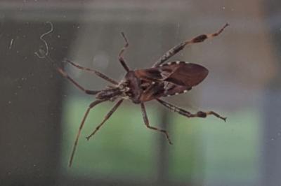 Leptoglossus occidentalis