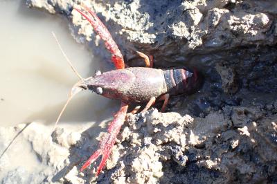 Procambarus clarkii