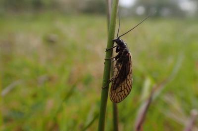 Sialis lutaria