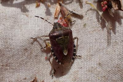 Dolycoris baccarum