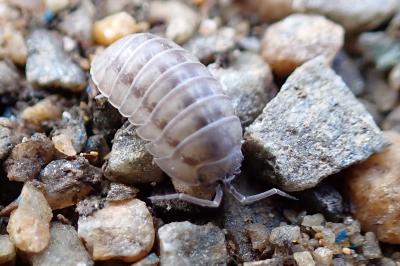 Armadillidium nasatum