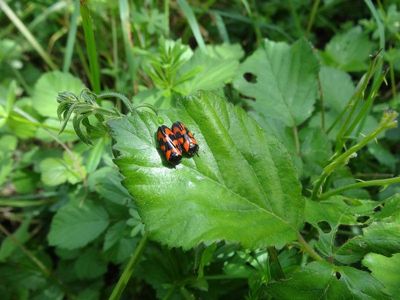 Cercopis vulnerata