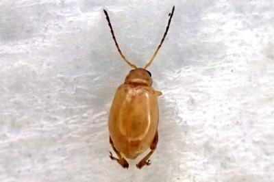 Longitarsus flavicornis