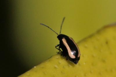 Phyllotreta undulata