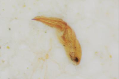 Phaedon armoraciae
