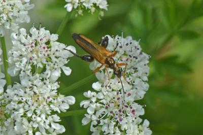 Oedemera podagrariae