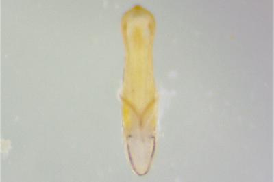 Longitarsus succineus