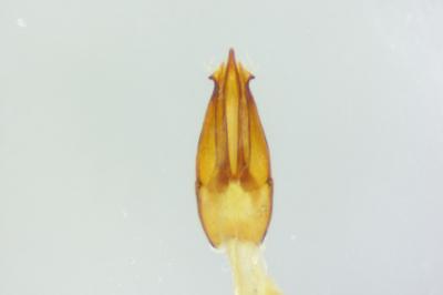 Ampedus quercicola