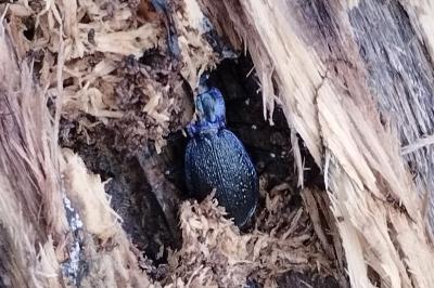 Carabus intricatus
