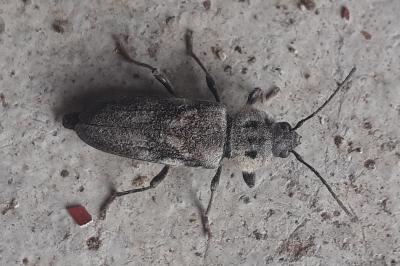 Hylotrupes bajulus