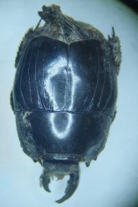 Pachylister inaequalis