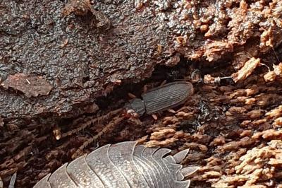 Uleiota planatus