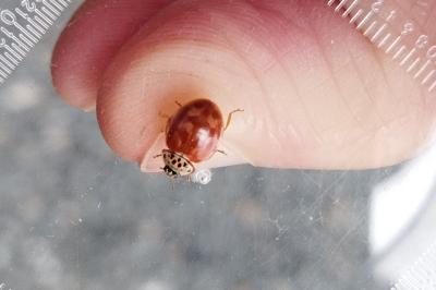 Harmonia quadripunctata