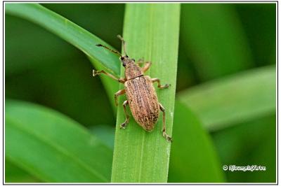 Phyllobius pyri