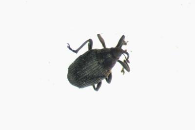 Ceutorhynchus napi