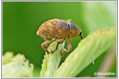 Curculio glandium