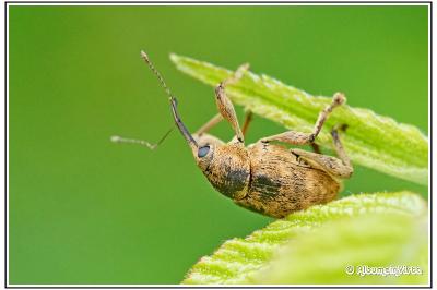 Curculio glandium