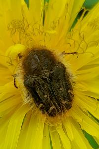 Tropinota squalida