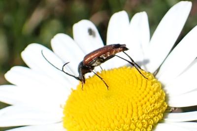 Stenurella bifasciata