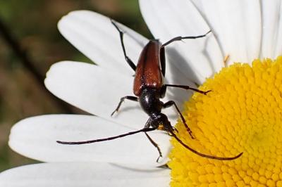 Stenurella bifasciata