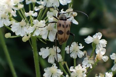 Pachytodes cerambyciformis