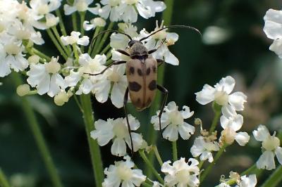 Pachytodes cerambyciformis