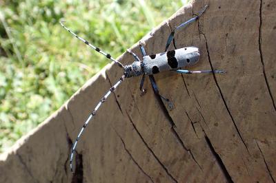 Rosalia alpina