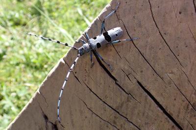 Rosalia alpina