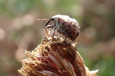 Cionus thapsus