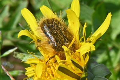 Tropinota squalida