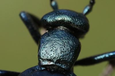 Meloe violaceus
