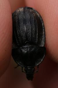 Phosphuga atrata