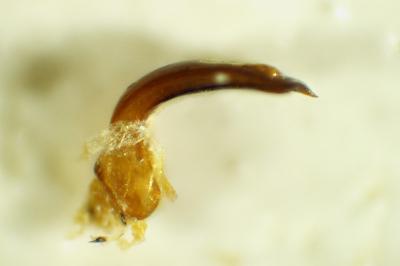 Dasytes tristiculus