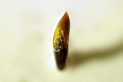 Galerucella lineola
