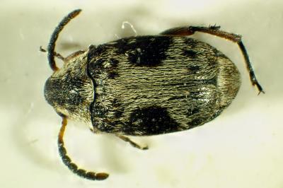 Bruchidius bimaculatus