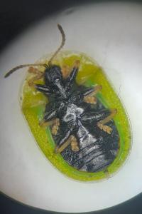 Cassida rubiginosa
