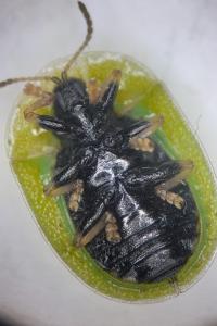 Cassida rubiginosa