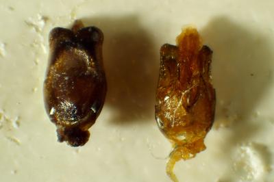 Cantharis pulicaria