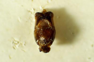 Cantharis pulicaria