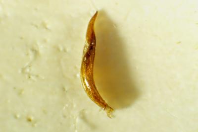 Isomira murina
