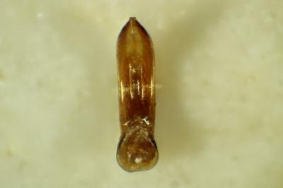 Chaetocnema subcoerulea