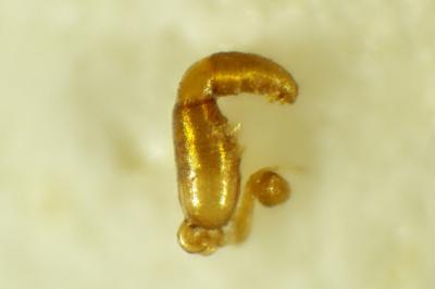 Longitarsus flavicornis
