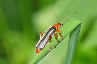 Cantharis nigra