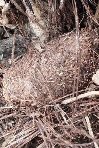 Rhynchophorus ferrugineus