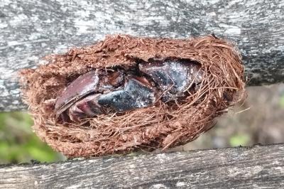 Rhynchophorus ferrugineus