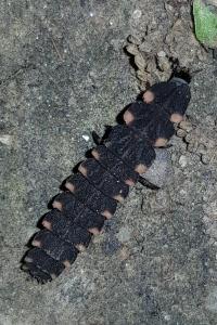 Lampyris noctiluca