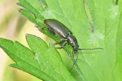 Plateumaris sericea